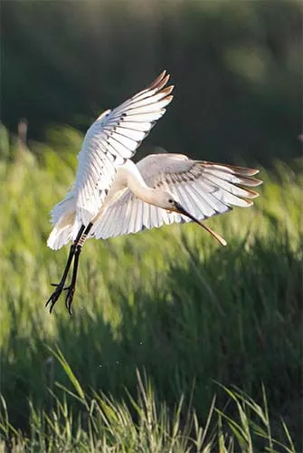 terre d'oiseaux