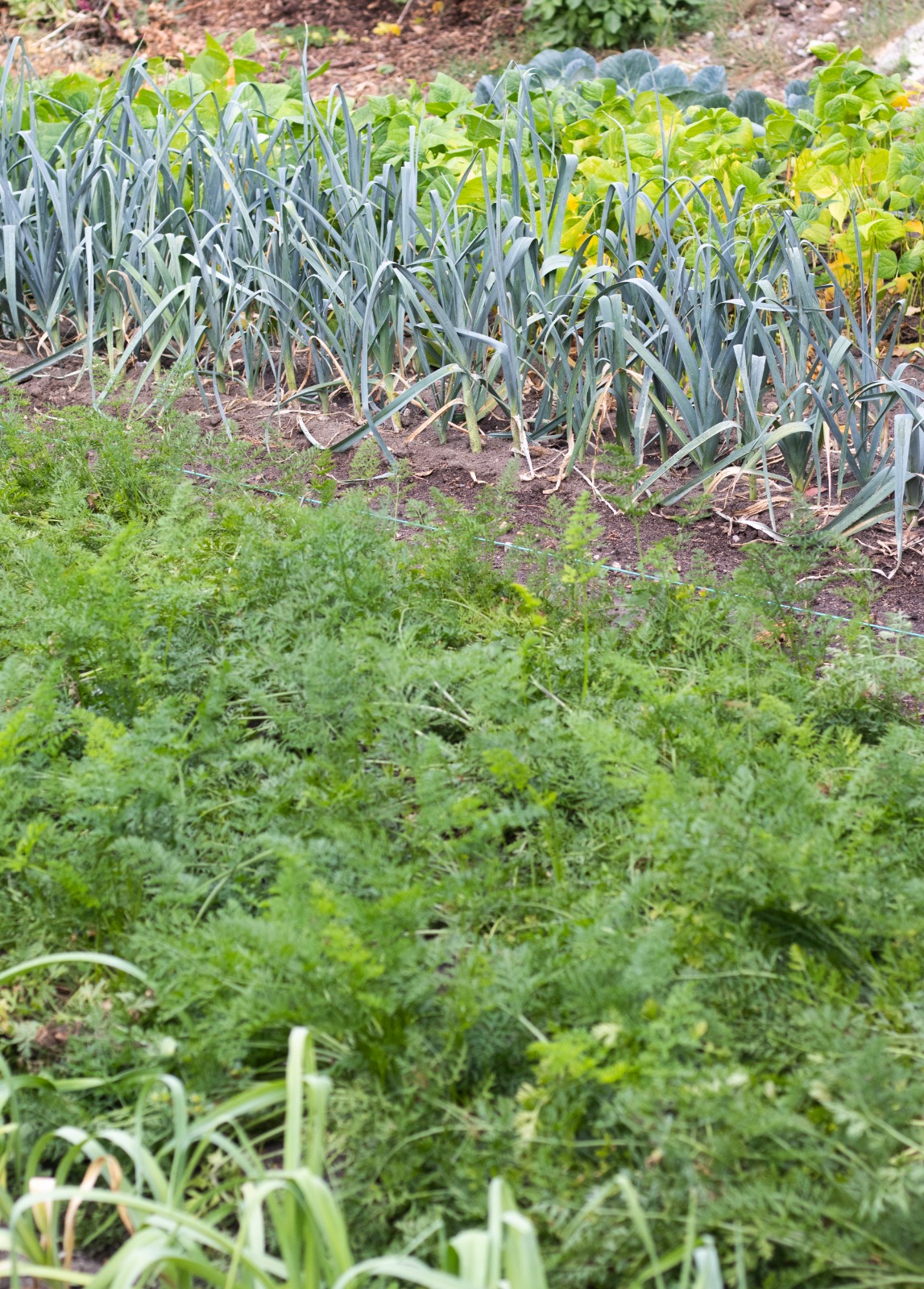 notre jardin potager