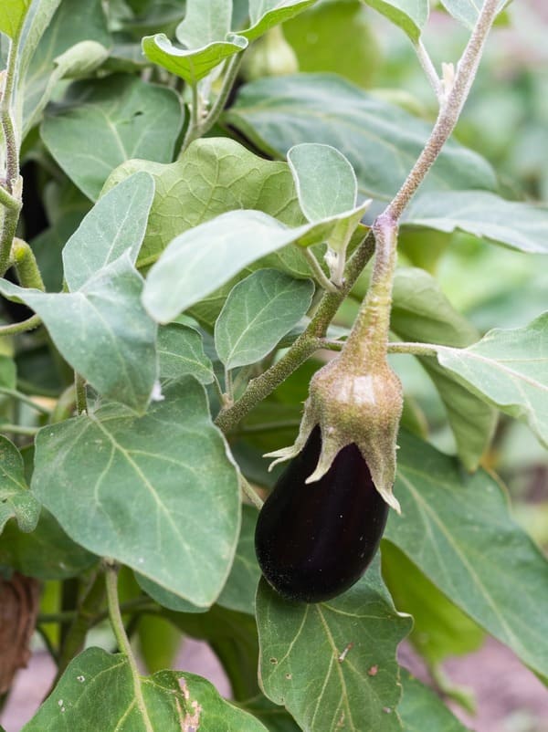 le potager de Jean-Marie